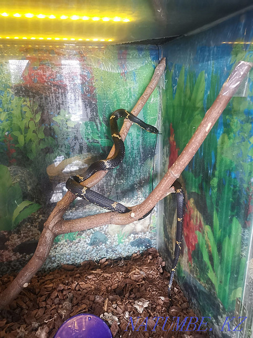 Ыңғайлы террариумы бар Амур жыланы  Петропавл - изображение 1