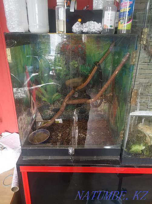 Ыңғайлы террариумы бар Амур жыланы  Петропавл - изображение 3