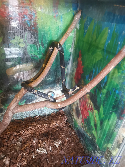 Ыңғайлы террариумы бар Амур жыланы  Петропавл - изображение 2