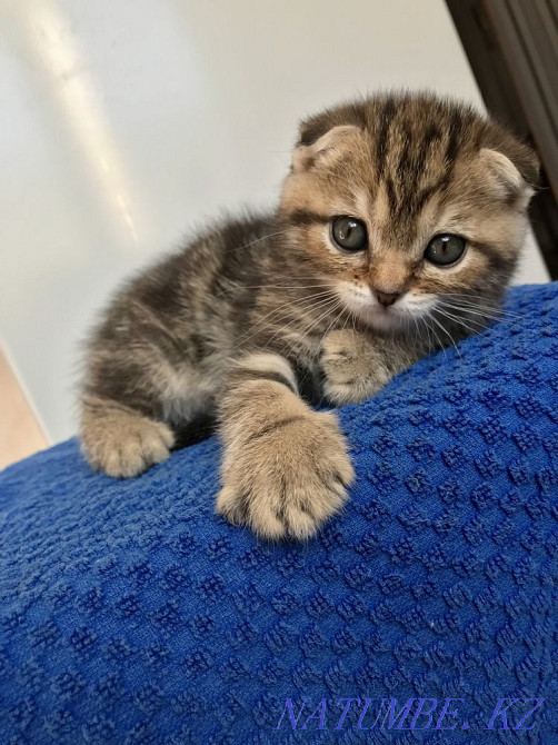 Веслоухая Скоттиш Фолд Костанай - изображение 3