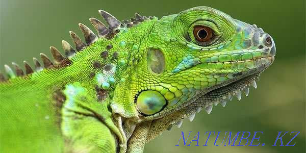 Green iguana in the pet store "LIVOY WORLD" Almaty - photo 3