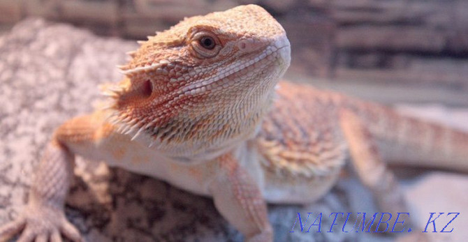 Bearded dragon lizard Taraz - photo 1