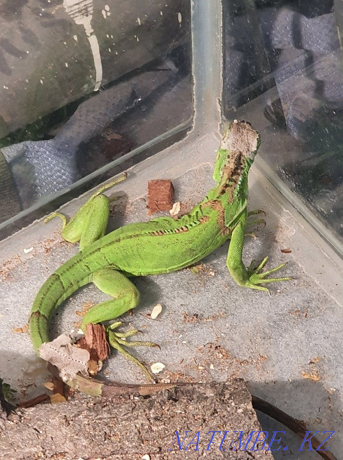Iguana female and a half years. Aqtau - photo 5