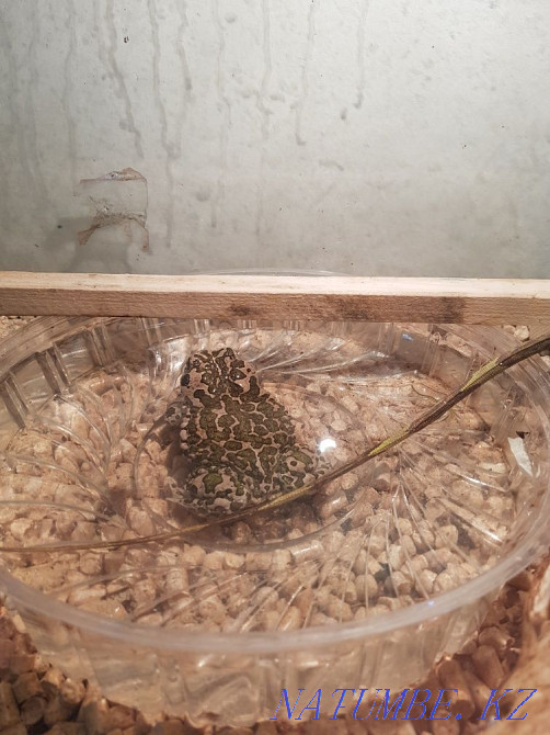 Iguana female and a half years. Aqtau - photo 8