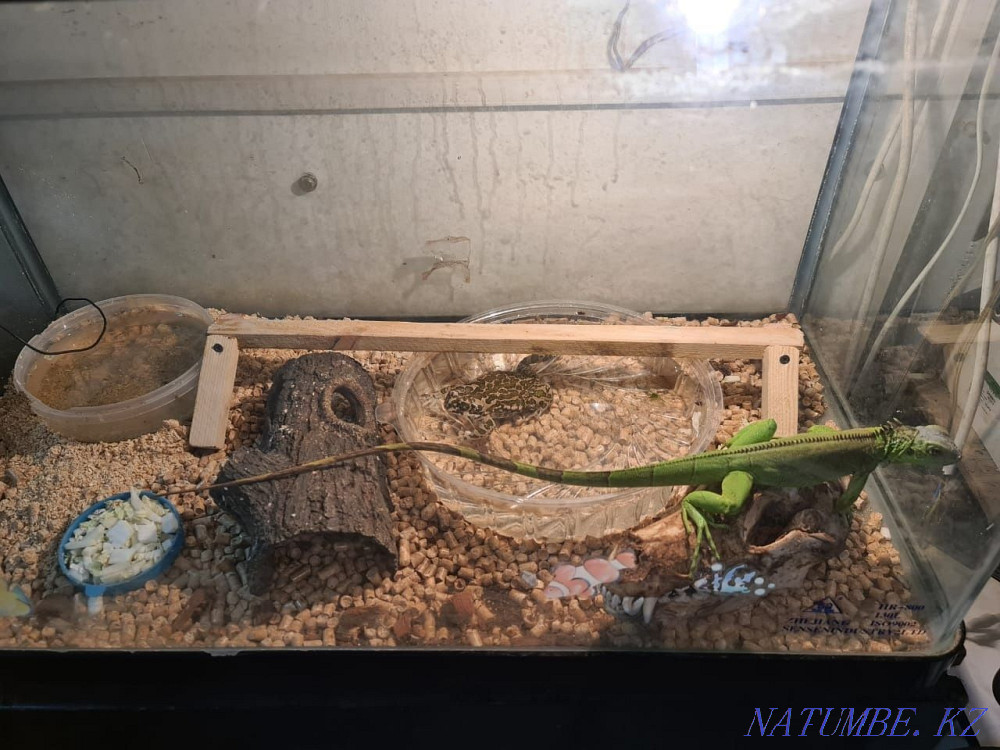 Iguana female and a half years. Aqtau - photo 2