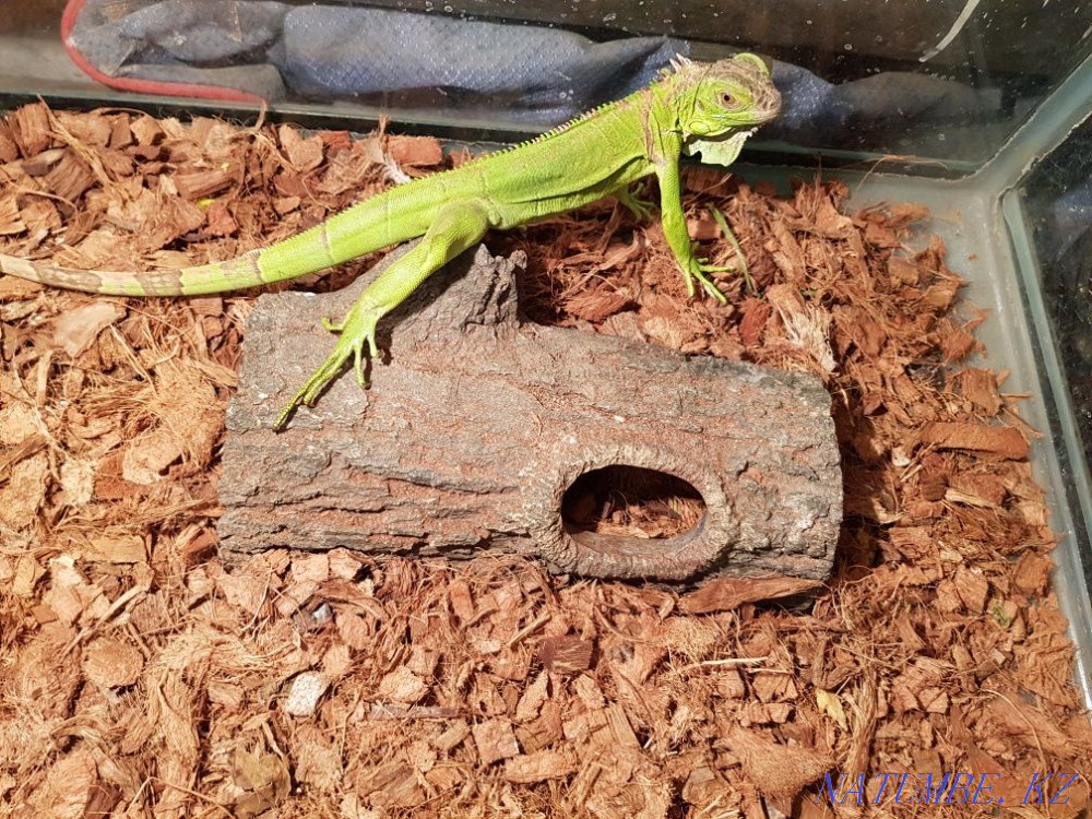 Iguana female and a half years. Aqtau - photo 3