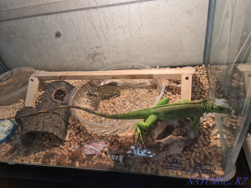 Iguana female and a half years. Aqtau - photo 7