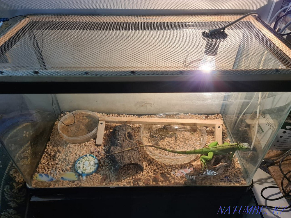 Iguana female and a half years. Aqtau - photo 6