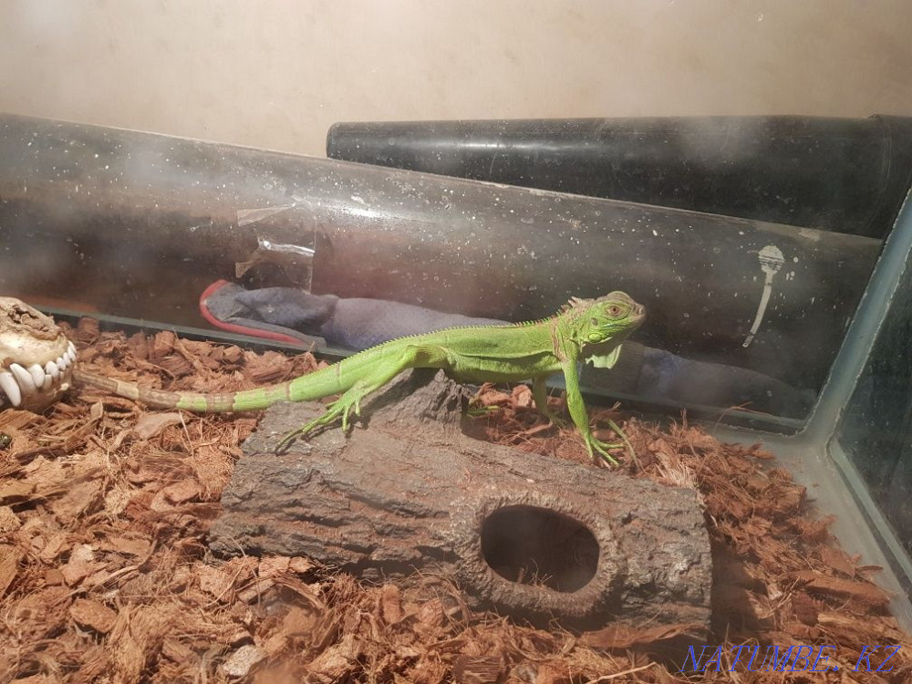 Iguana female and a half years. Aqtau - photo 4