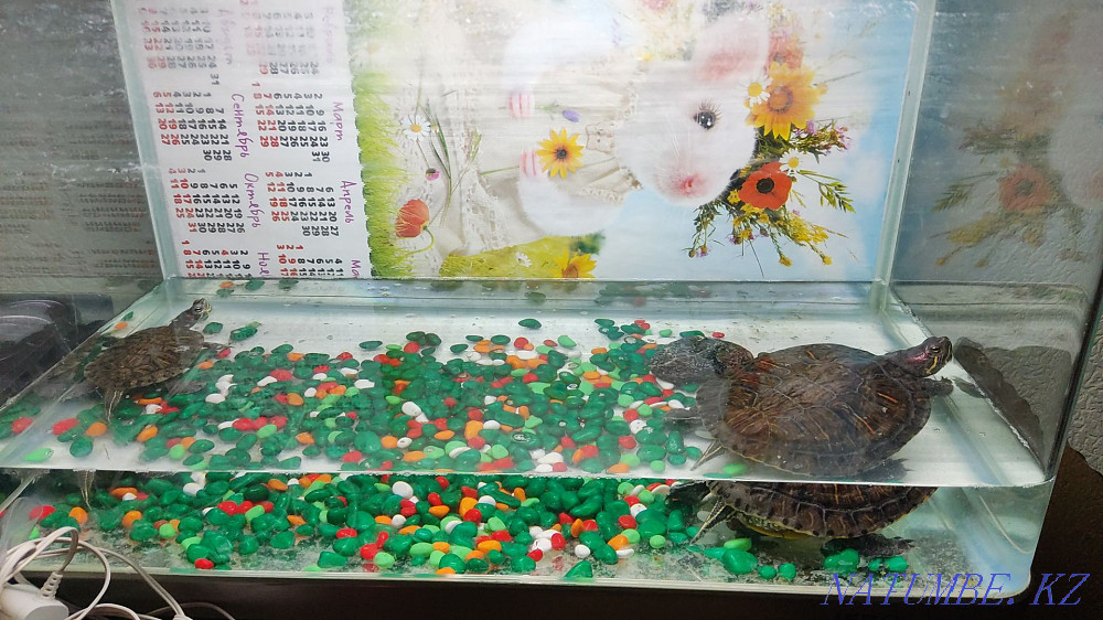 Черепашки красноухие Жезказган - изображение 3