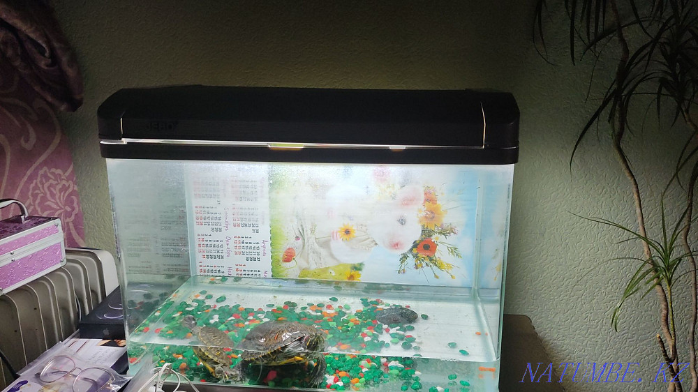 Черепашки красноухие Жезказган - изображение 1