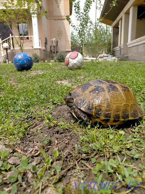 Черепашка. Продам черепаху 5000 Алгабас - изображение 2