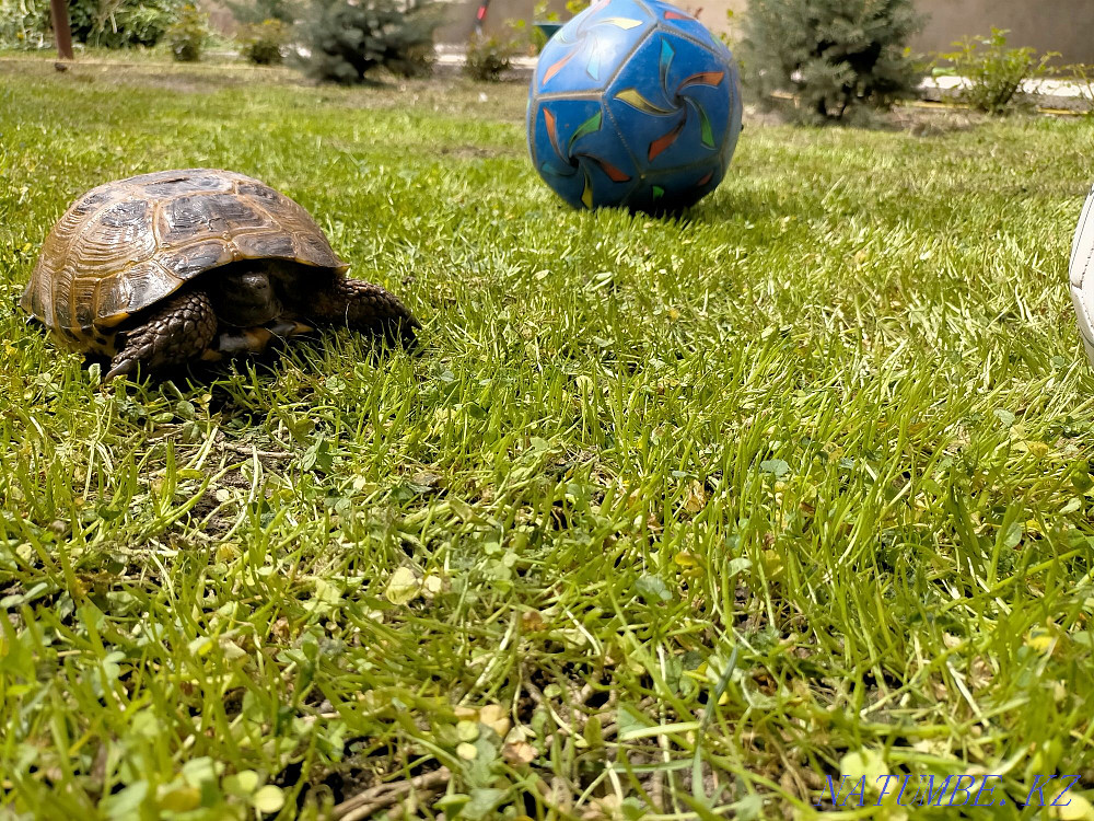 Черепашка. Продам черепаху 5000 Алгабас - изображение 1