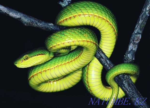 Feed objects Astana - photo 1