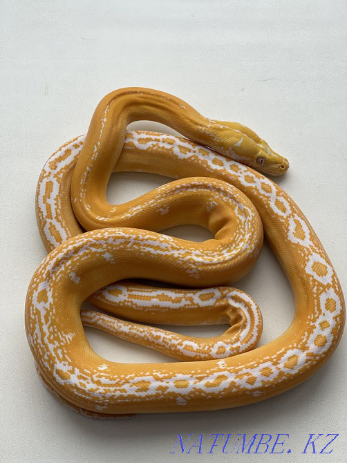 Sell reticulated pythons Petropavlovsk - photo 4