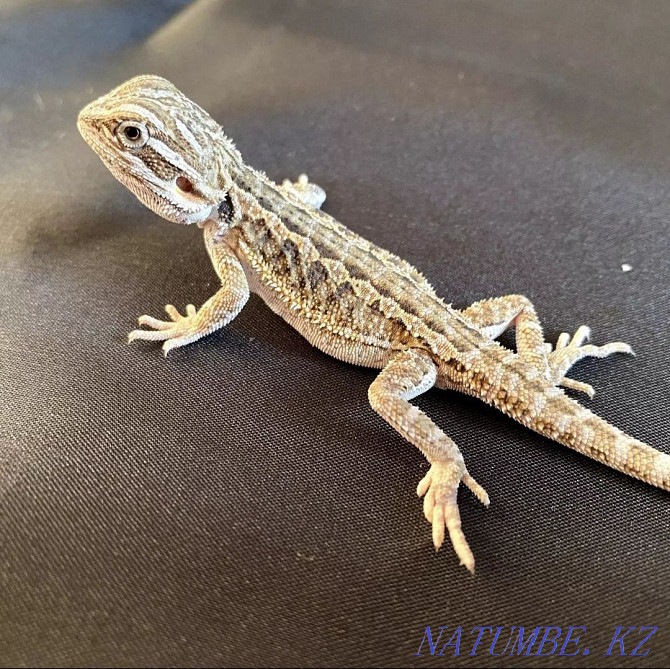 Bearded dragons for sale, male and female Astana - photo 2