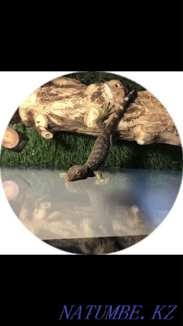 gecko toki Almaty - photo 2
