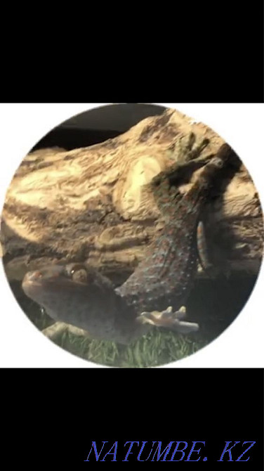 gecko toki Almaty - photo 1