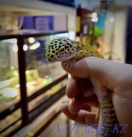 Eublefaras in the pet store "LIVOY WORLD" Almaty - photo 2