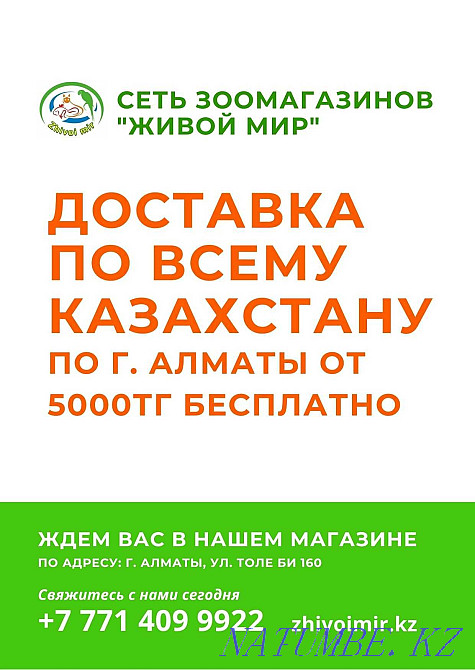 Эублефары в зоомагазине "ЖИВОЙ МИР" Алматы - изображение 4