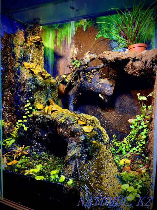 Yemeni chameleon in the pet store "LIVOY WORLD" Almaty - photo 5