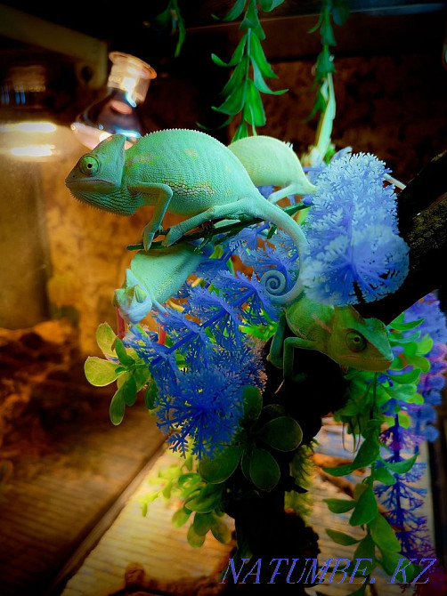 Yemeni chameleon in the pet store "LIVOY WORLD" Almaty - photo 2