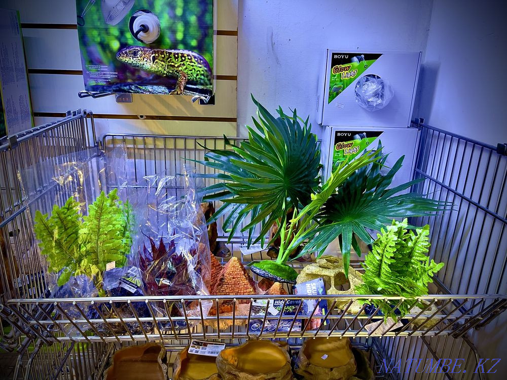 Yemeni chameleon in the pet store "LIVOY WORLD" Almaty - photo 3