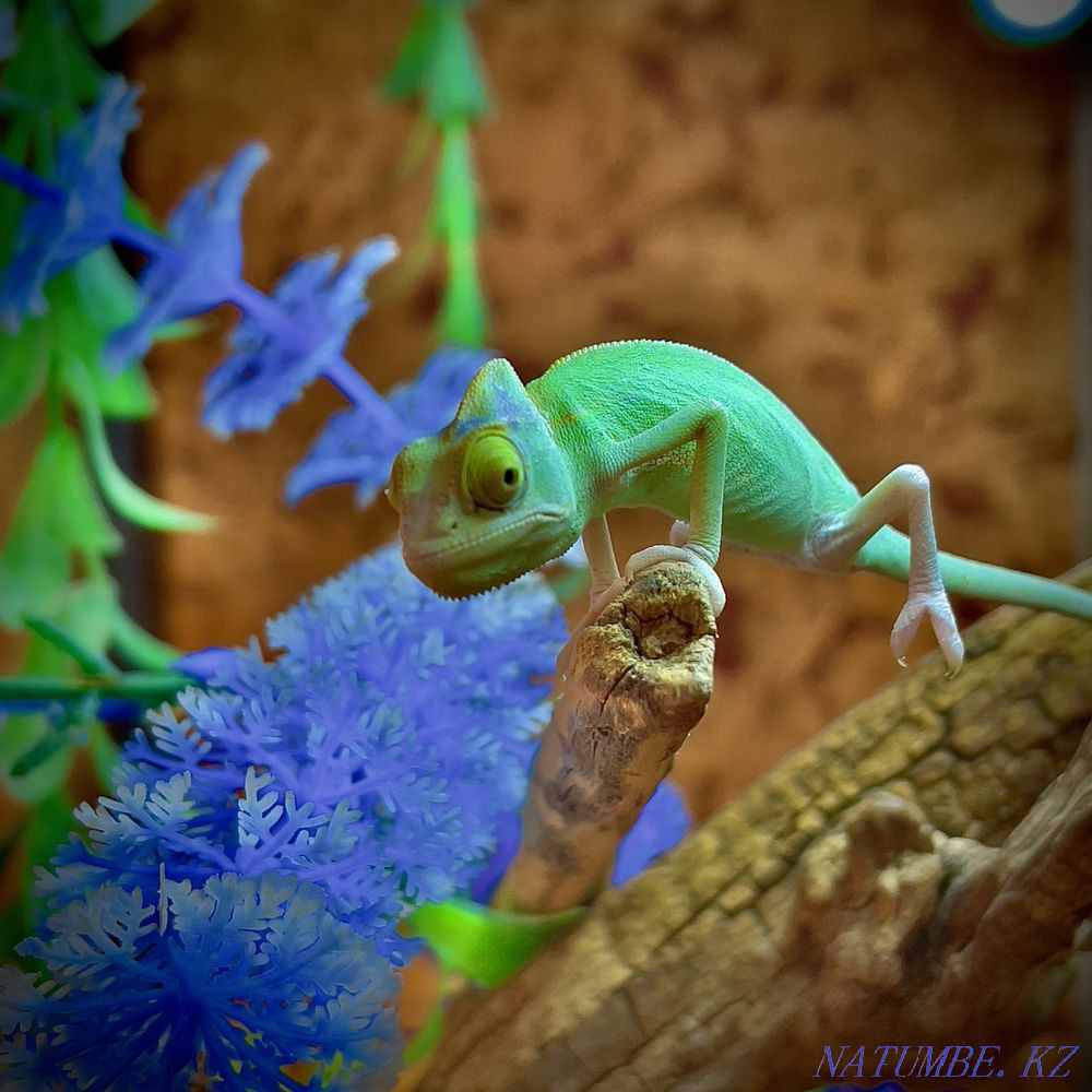Yemeni chameleon in the pet store "LIVOY WORLD" Almaty - photo 1