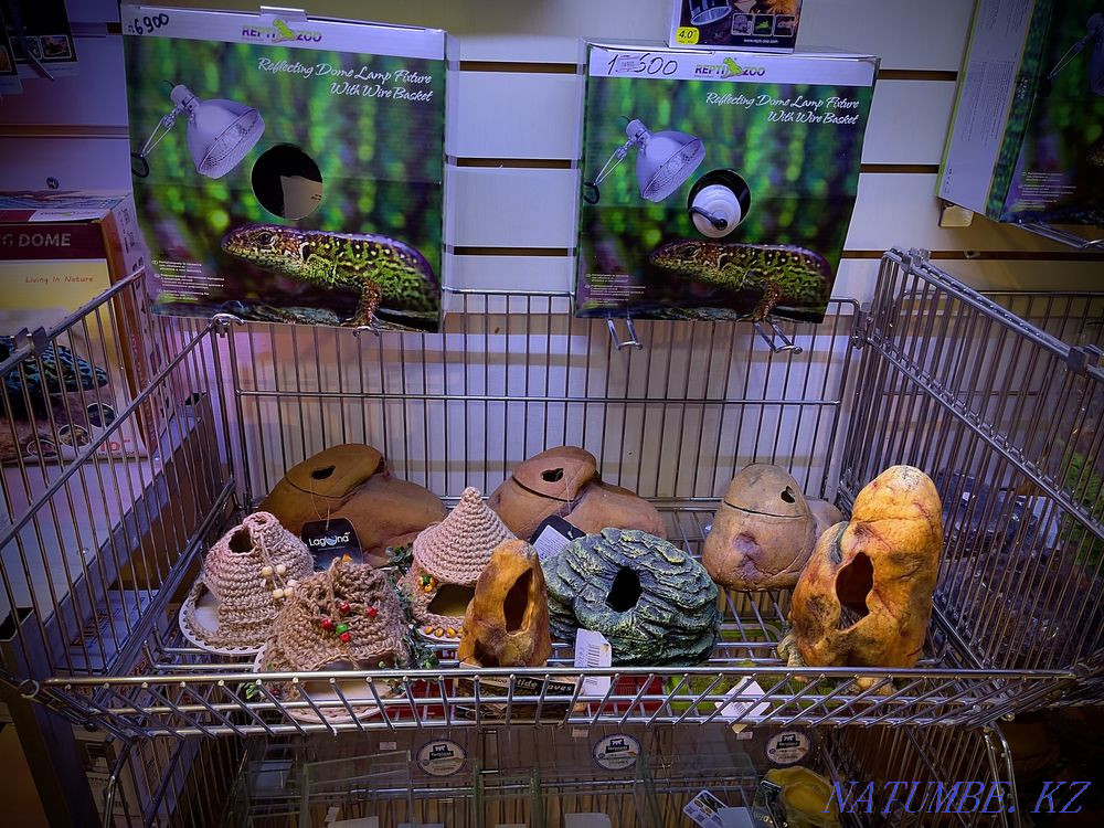 Yemeni chameleon in the pet store "LIVOY WORLD" Almaty - photo 4