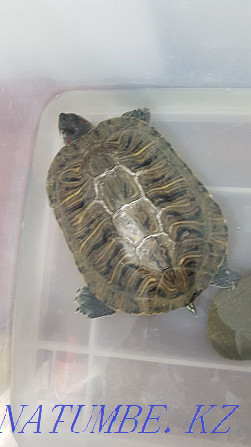 продается черепаха Балуана Шолака - изображение 2