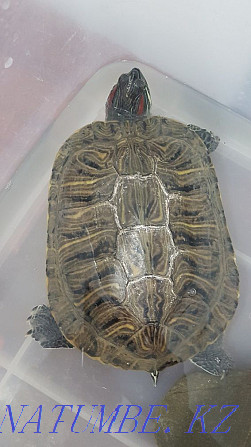 продается черепаха Балуана Шолака - изображение 1