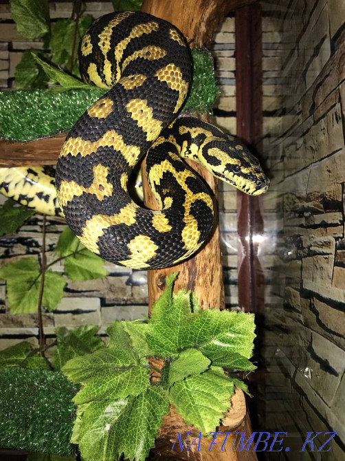 Группа киперов по содержанию рептилий Петропавловск - изображение 2