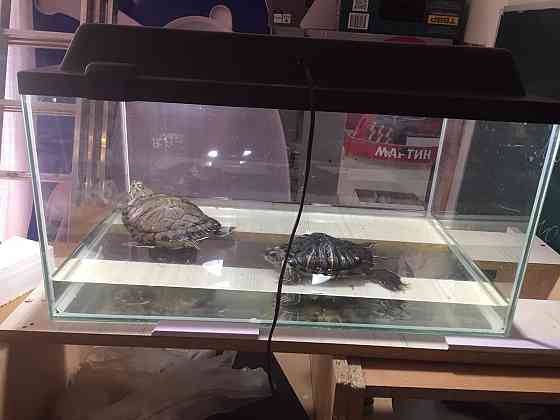 Продам черепах, одна болтшая вторая средняя Astana
