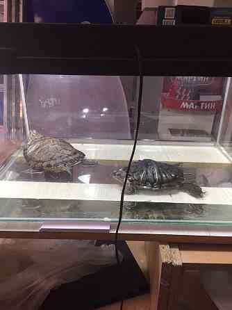 Продам черепах, одна болтшая вторая средняя Астана