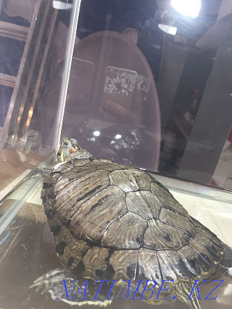 Продам черепах, одна болтшая вторая средняя Астана - изображение 3