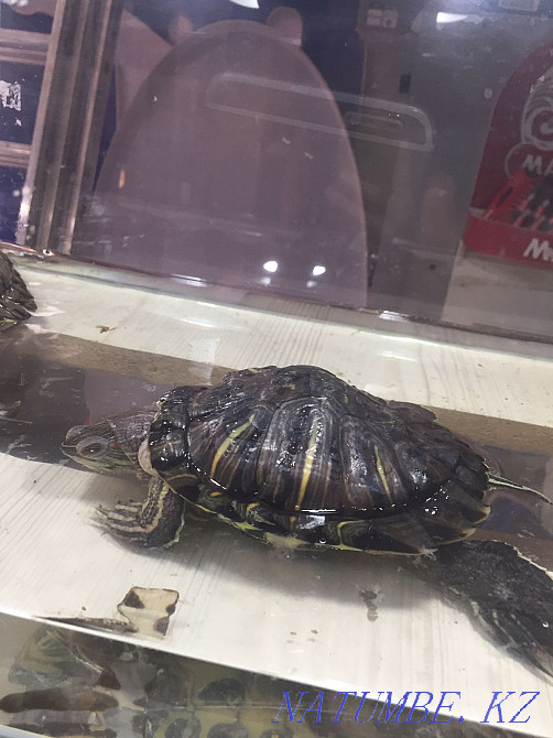 I will sell turtles, one talkative second average Astana - photo 4