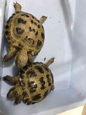 Черепахи Karagandy