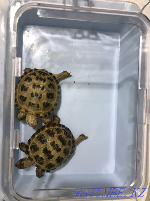 Turtles Karagandy - photo 2
