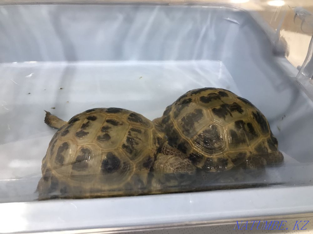 Turtles Karagandy - photo 3