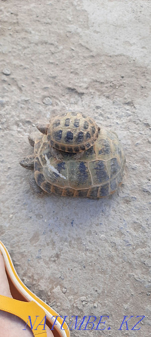 big turtle for sale  - photo 1