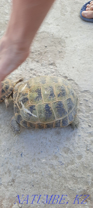 big turtle for sale  - photo 2