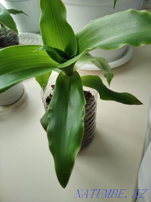 Golden Mustache, selling. Sorang - photo 1