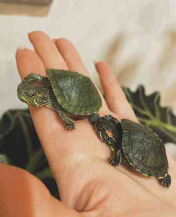 Черепахи красноухие Рудный