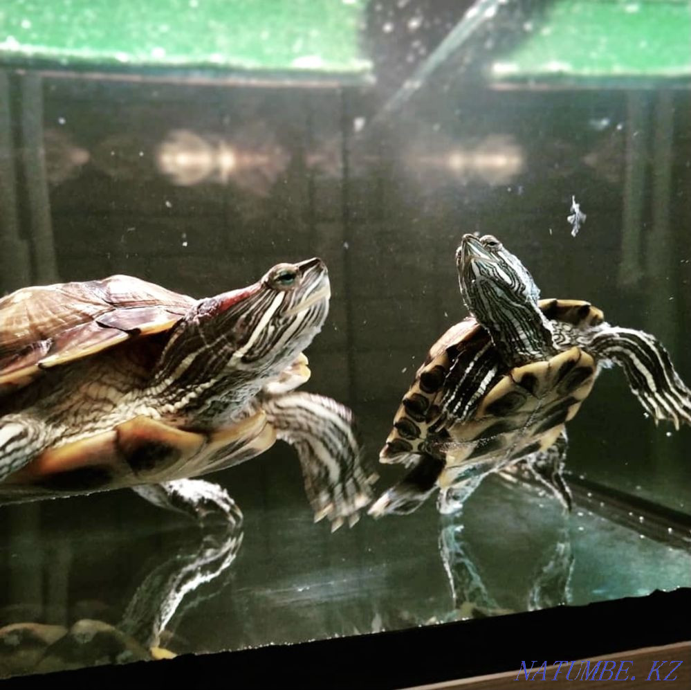 Red-eared turtles Rudnyy - photo 3