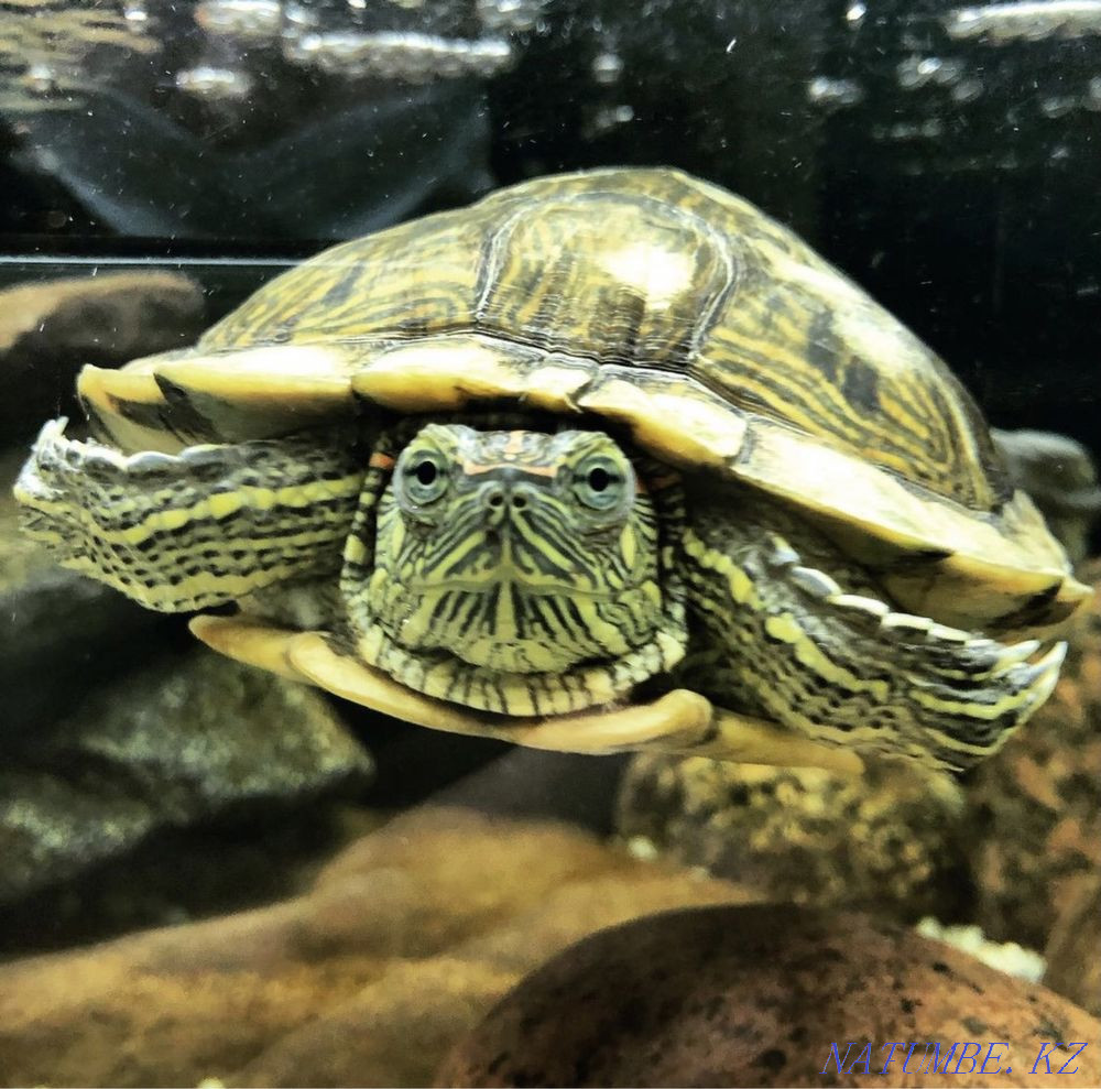 Red-eared turtles Rudnyy - photo 4