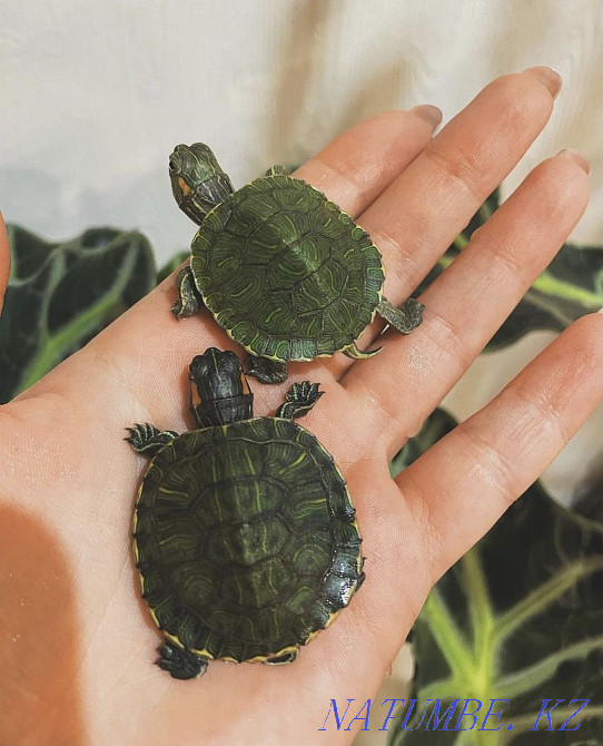 Red-eared turtles Rudnyy - photo 1