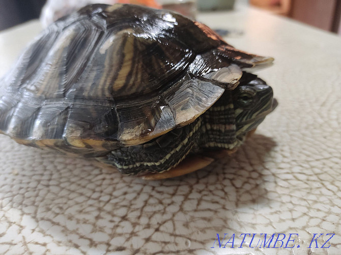 Красноухая черепаха Акбулак - изображение 2