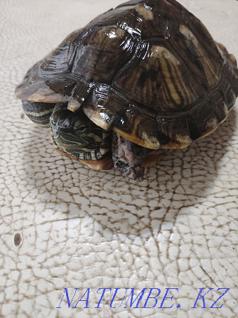 Красноухая черепаха Акбулак - изображение 1