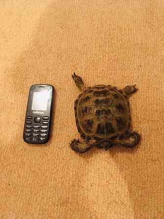 Черепаха сухопутная Almaty
