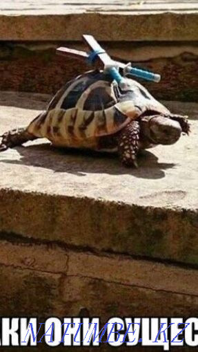 Turtle land Almaty - photo 1